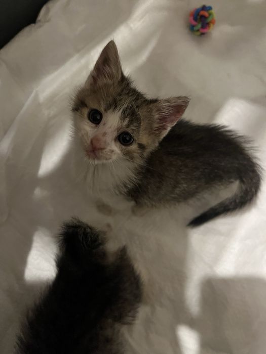 Кошенята в добрі руки