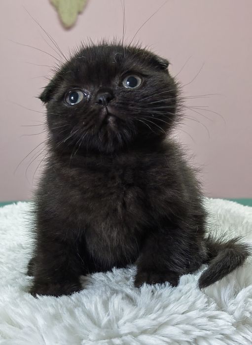 Menina scottish fold black