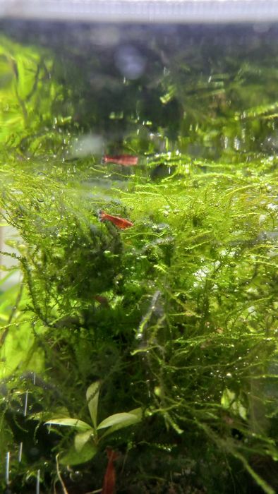 Krewetki Red Cherry