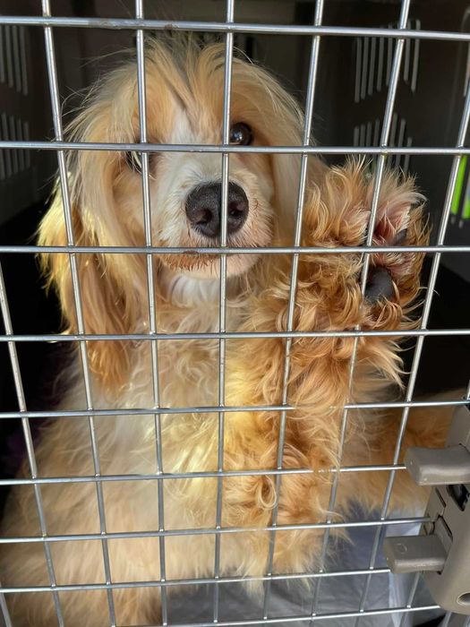 Международная перевозка животных (доставка) в Европу (ЕС) Польшу