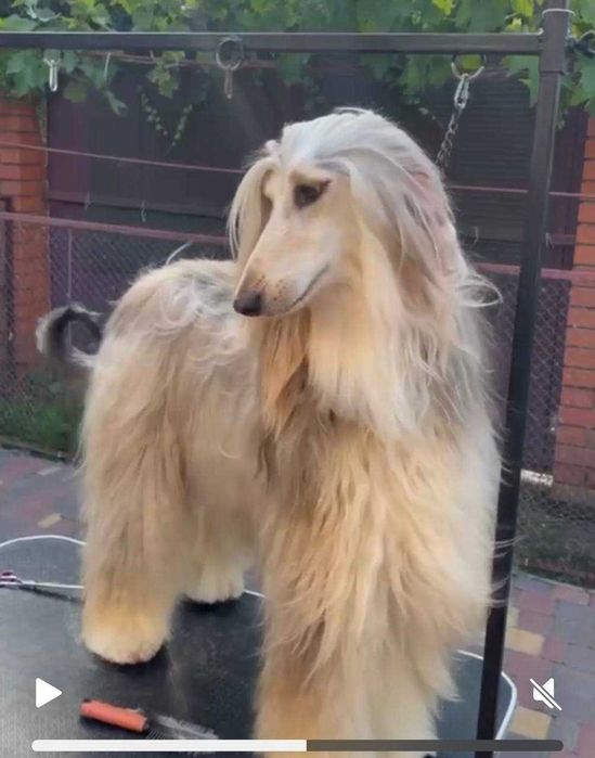 Щенки Афганской  Борзой