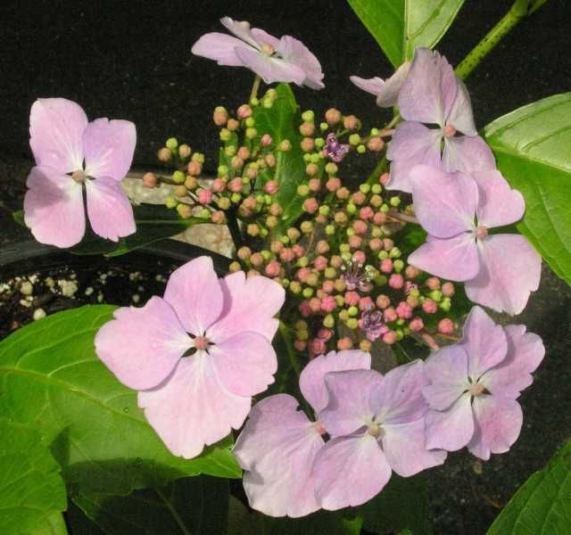 HORTENSJA MARIESII PERFECTA - sadzonki w doniczkach