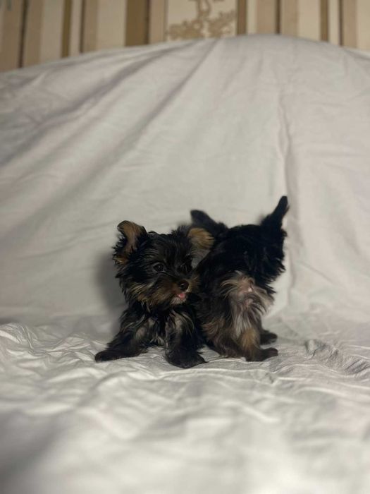 Порода йоркширський терєр