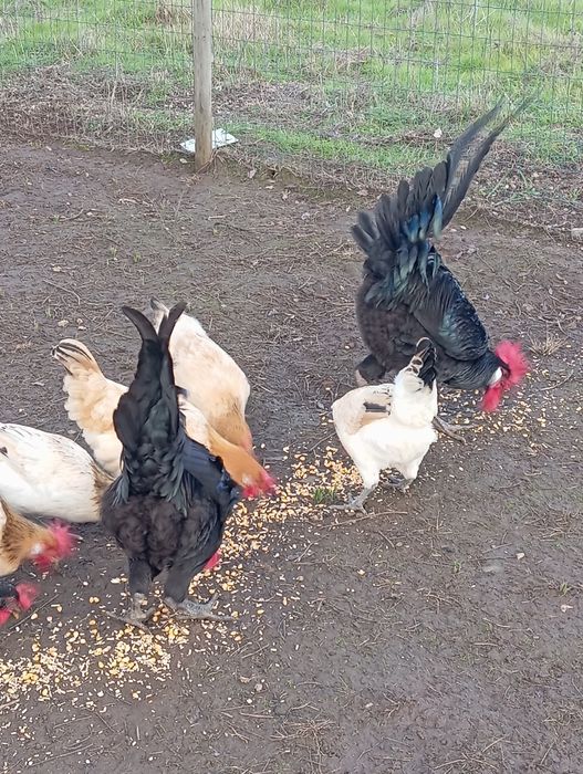 Galos andaluz surenha morucha - pais campeões, excelente saúde