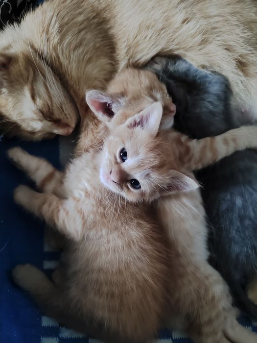 Котята британские