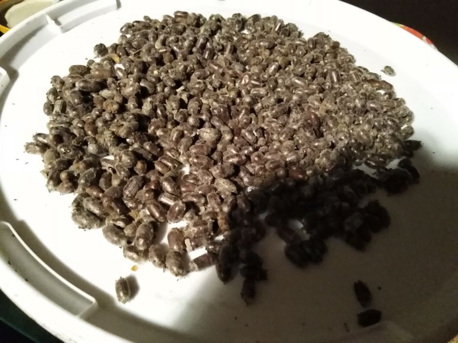 Kokony pszczoła murarka