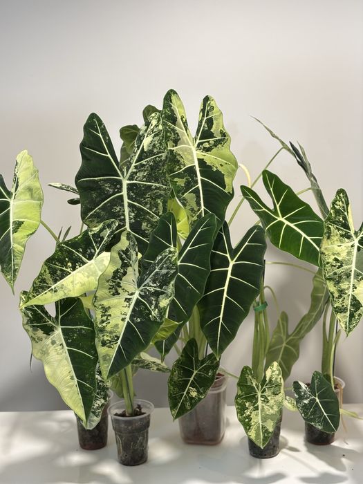 Alokazja frydek variegata