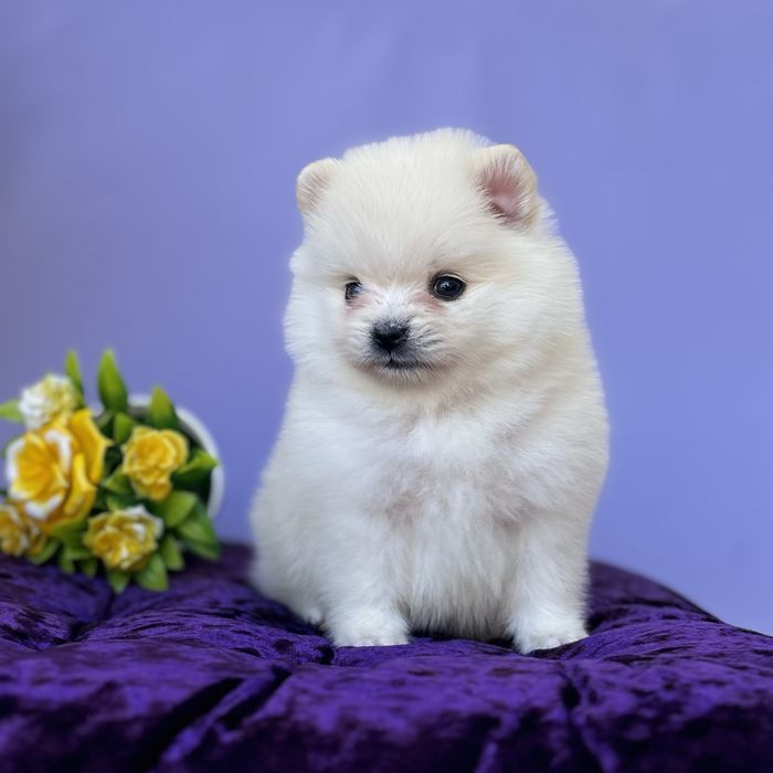 хлопчик шоу классу тип ведмедика.