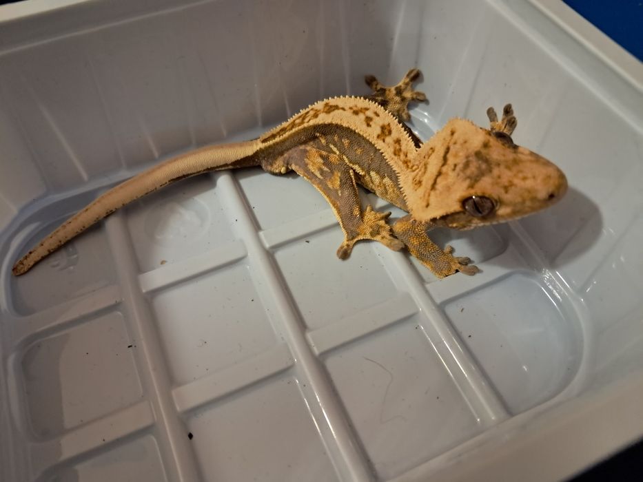 Gekon  orzęsiony 3
