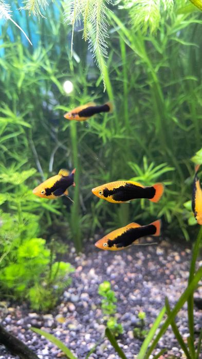 platka hawaii rybka akwariowa