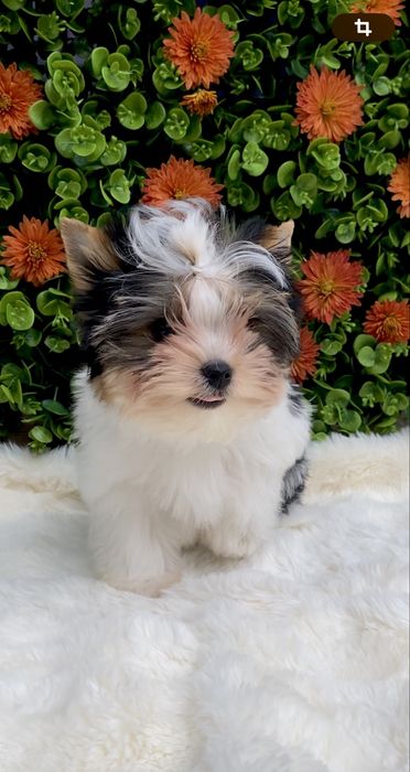 Бівер, Бівер йорк