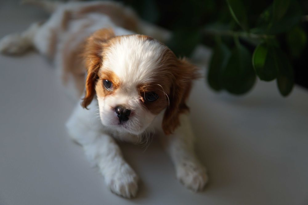Szczeniaczek Cavalier King Charles Spaniel