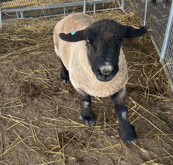 Carneiro raça Suffolk