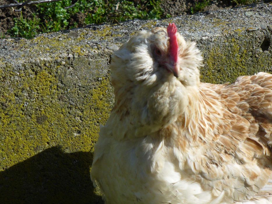 Fawerola łososiowa - jajka lęgowe