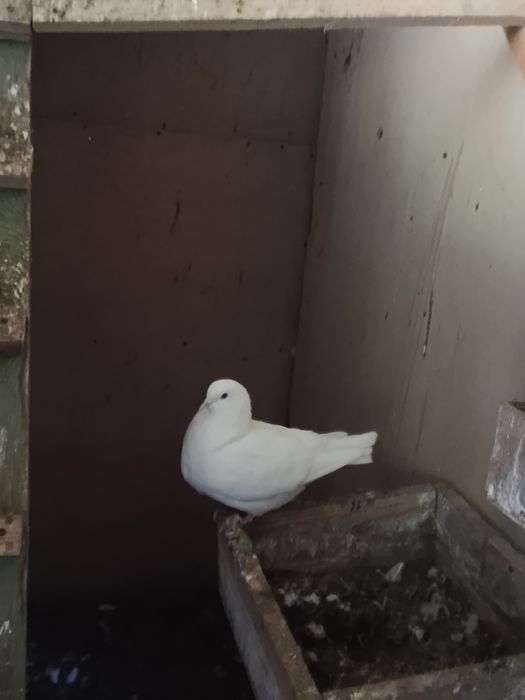 Sprzedam Gołębie Kingi
