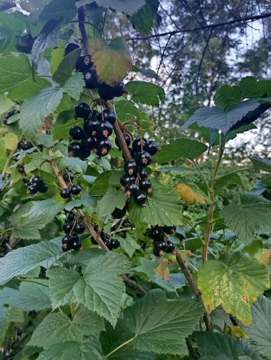 Продається чорна смородина