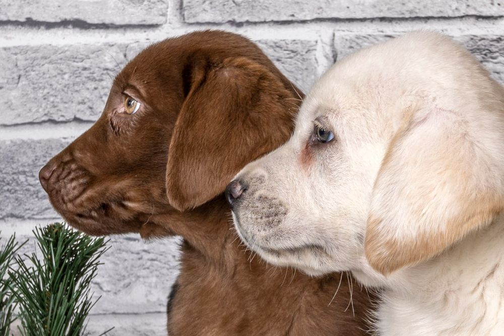 дівчинка цуценя шоколадного лабрадора з документами