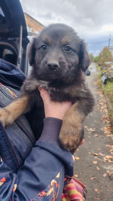 Подарю щенков, есть выбор