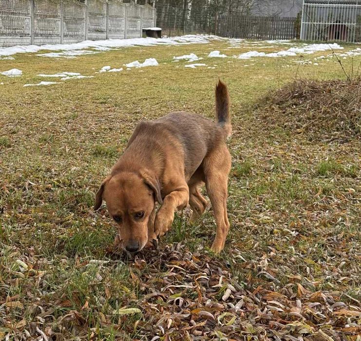 Nero szuka domu -grzecznościowo -aktualne