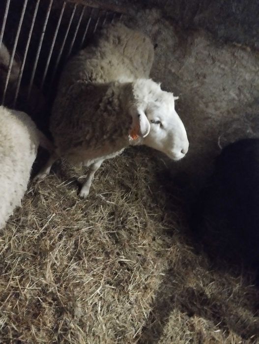 Mam na sprzedaż barana