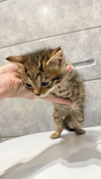 Кошенята два хлопчики і дівчинка