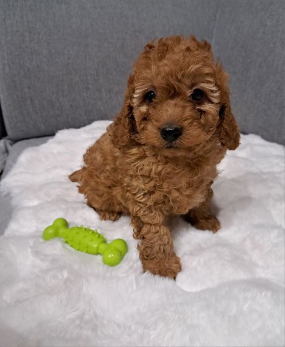 Cavapoo samiec f1b
