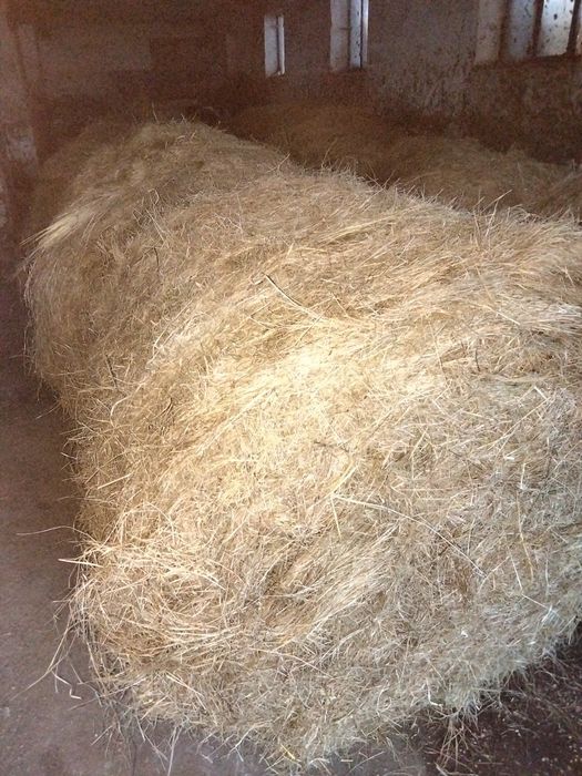 Siano dla koni 120cm z pod dachu