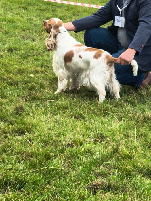 cocker spaniel angielski