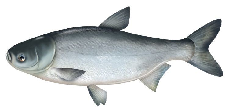 Złoty lin,orfa,karp,koi,amur