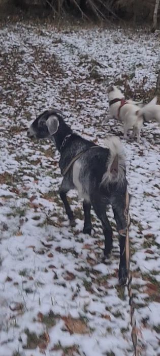 Mleko i sery kozie