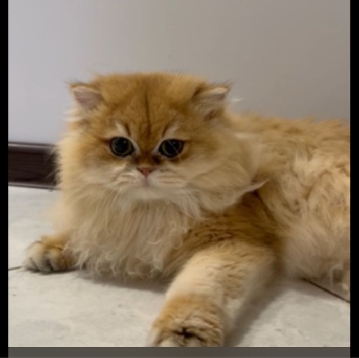 Длинношерстний кот котик  довгошерстний кошенята котята кошка