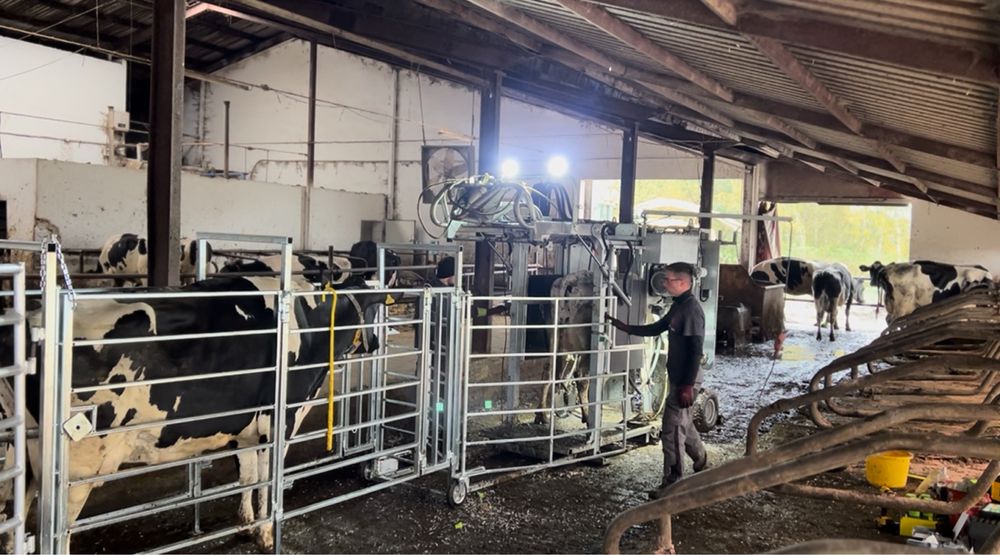 HoofCare Korekcja Racic u bydła