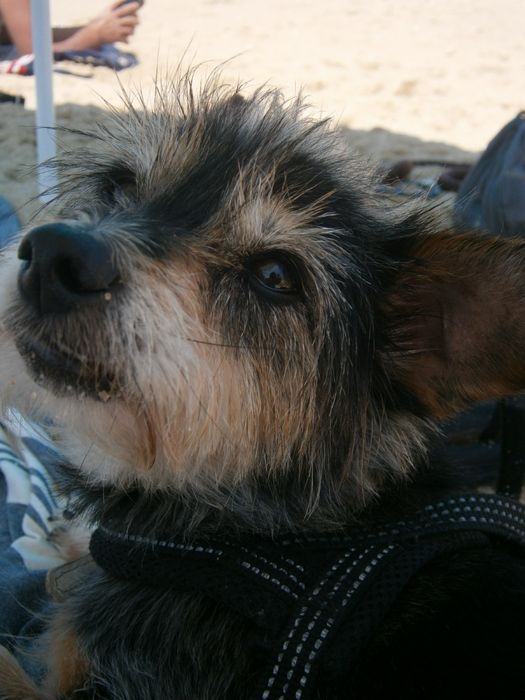 Pet sitting ao seu dispor!