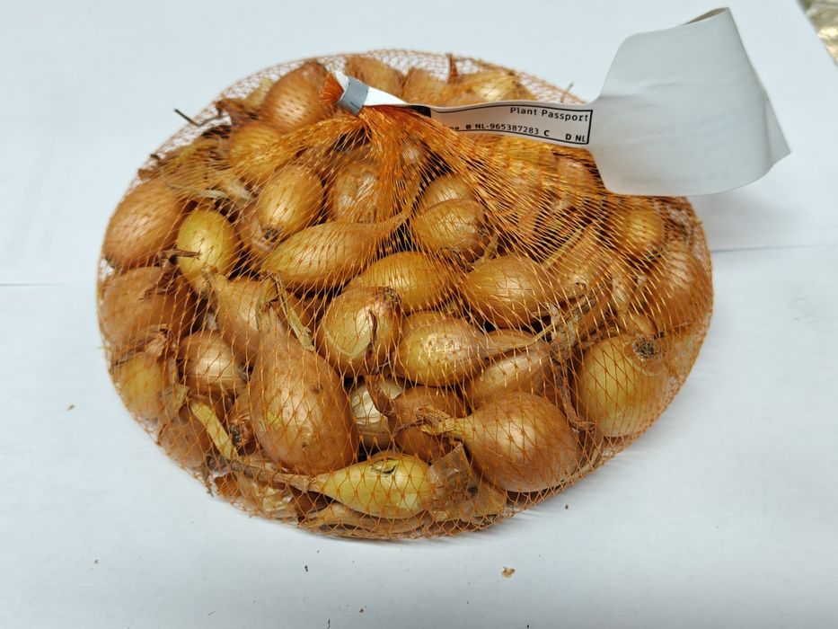 CEBULA DYMKA żółta 14-21mm Centurion 250g