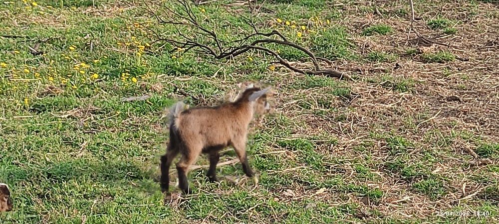 Cabras anás machos, um branco e outro castanho
