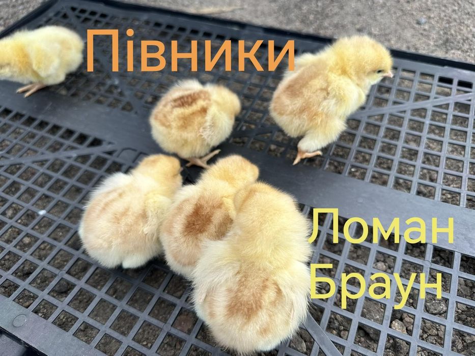 Півники Півні Петушки Петухи Курчата Кури Цыплята Циплята ДОБОВІ