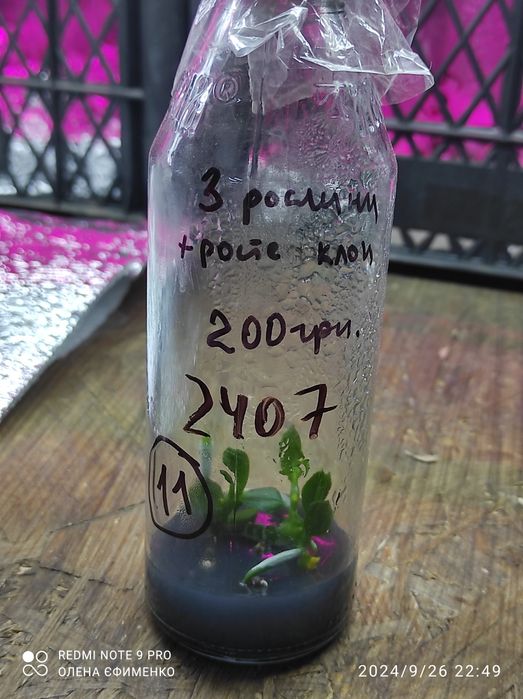 Фласка, орхідеї,дітки 2024 року посіву