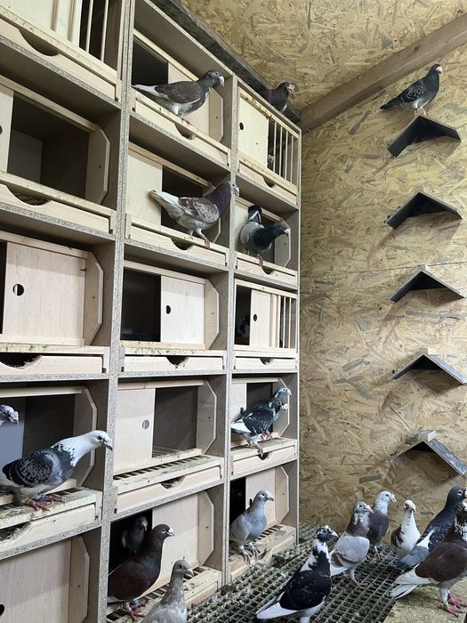 Gołębie staropolskie