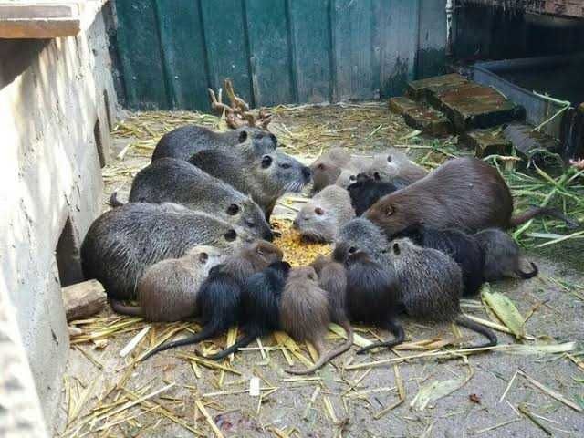 Молодняк різного віку!