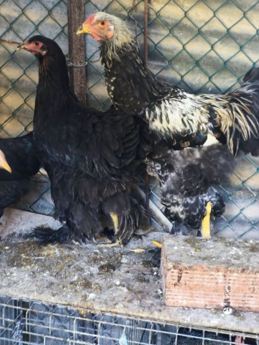 Brahmas, sedosas, pombos e faisões