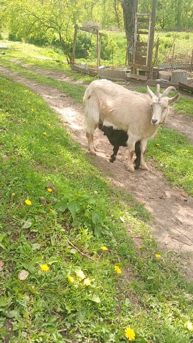 Продам козочку первістку з козликом, с. Черняхів, 1000 грн.
