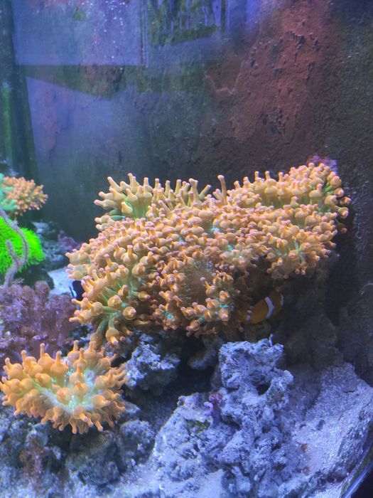 Anémona Bubble Tip Rainbow (Água Salgada)
