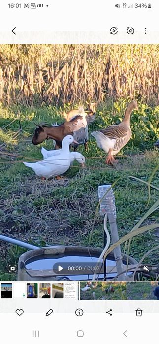 Vende- se pato branco ou preto