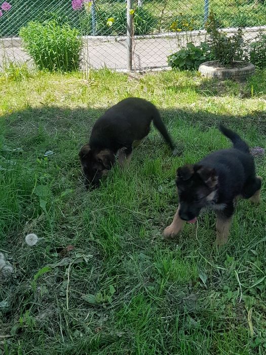 Цуценята(німецької вівчарки)