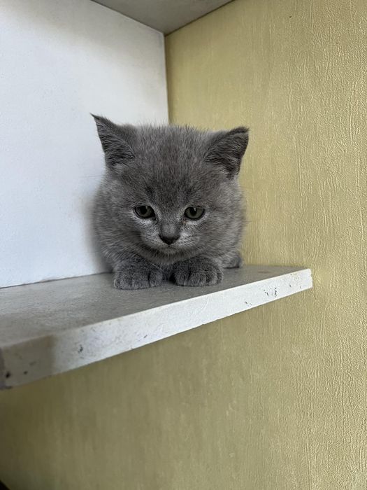 Продам котів порода Британці