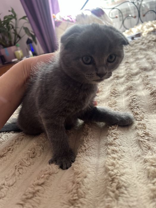 Котик британець весловухий