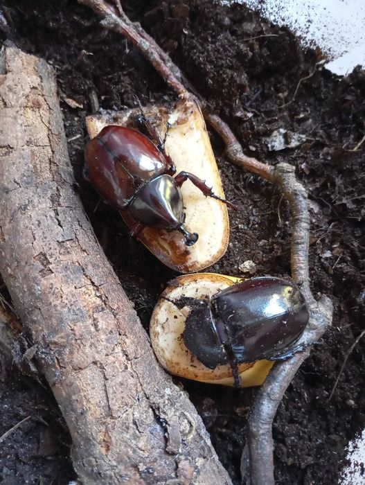 Larwy chrząszczy Xylotrupes sumatrensis L2-L3