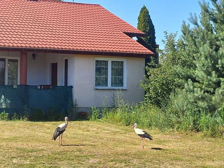 Siedlisko w Starym Kraszewie 20 km od Warszawy