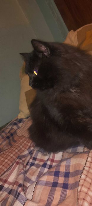 Кішка чорного кольору