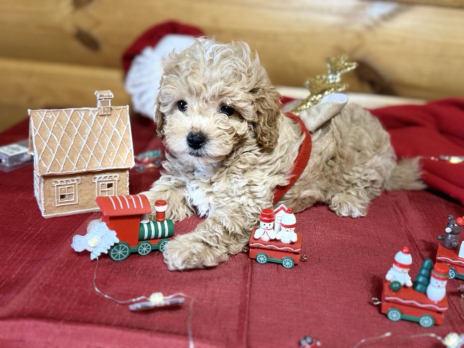 КЛасні .мальтіпу ;;той-пудельʼ ‼️